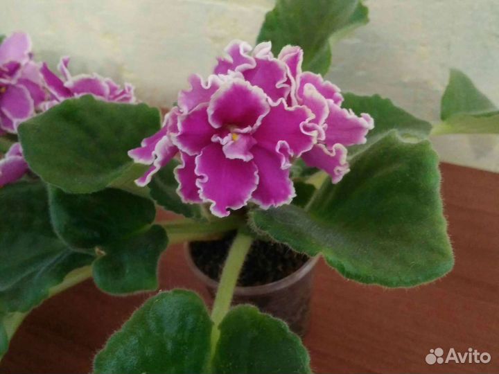 Фиалки взрослые розетки