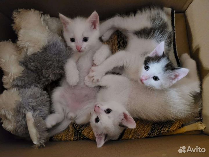 Котята ищут дом