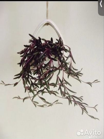 Крестовник