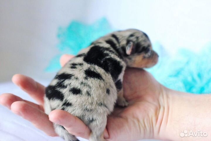 Померанский Шпиц редкий мрамор, мерле