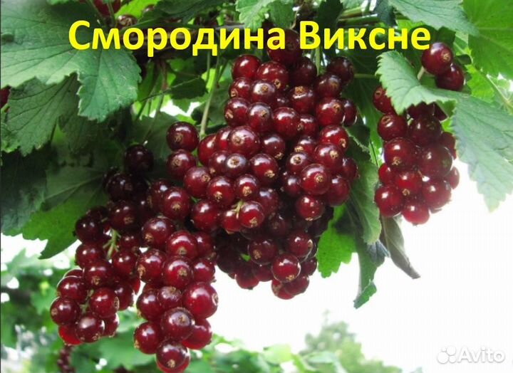 Плодовые Кустарники с доставкой - alena.park