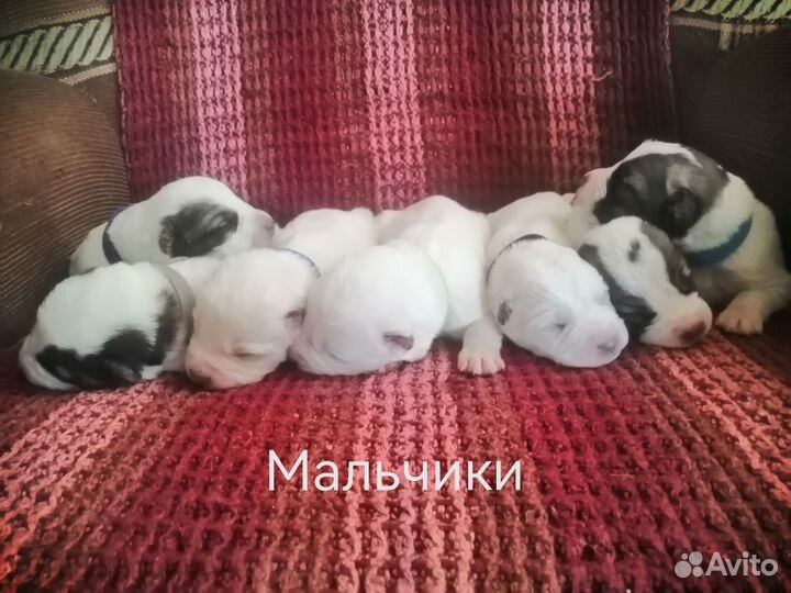 Щенки сао алабай