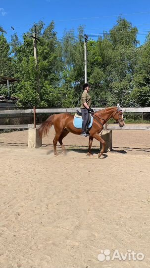 Верховая езда