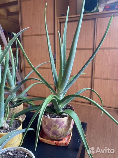 Алоэ вера растение