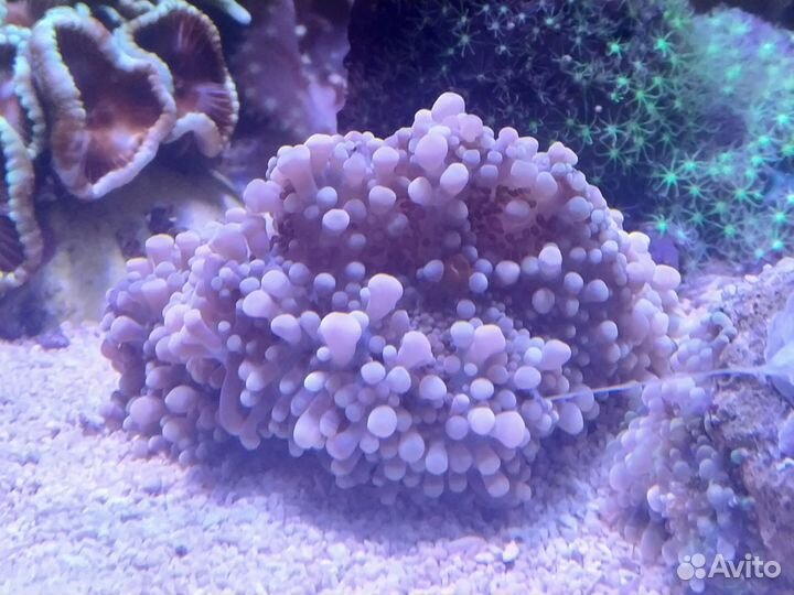 Живые кораллы