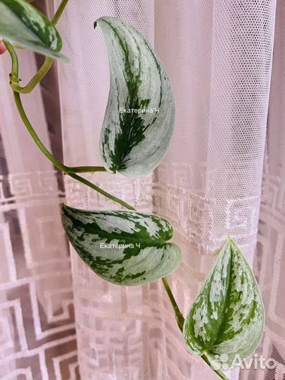 Сциндапсусы, эпипремнумы, рафидофора