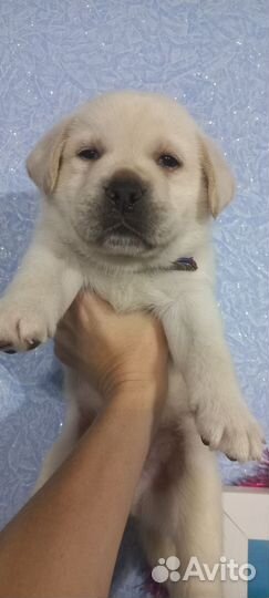 Щенки лабрадора