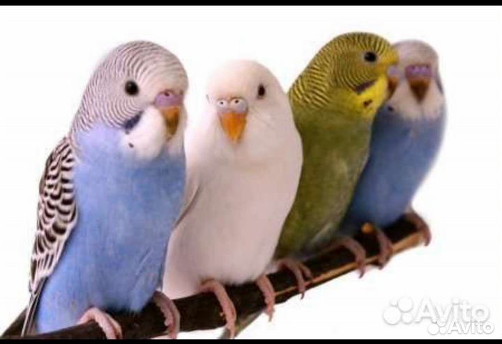 Попугай корелла