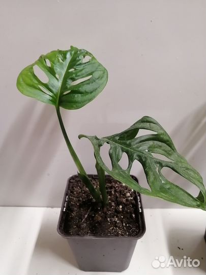 Монстера Манки