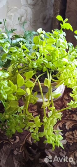 Комнатные цветы