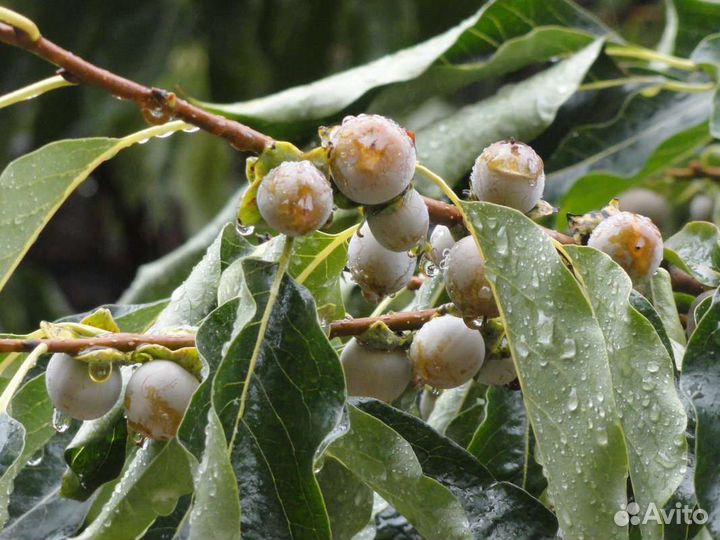 Саженцы Хурма Кавказская