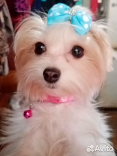 Голддаст йорк