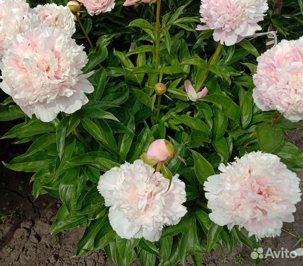 Продам корни пиона