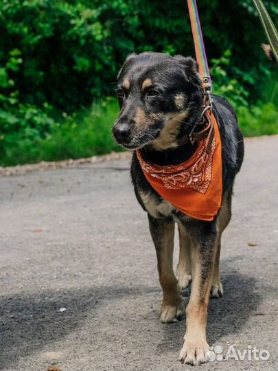 Французская овчарка в добрые руки отдам бесплатно
