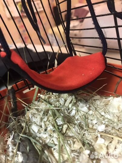 Гамак для грызунов