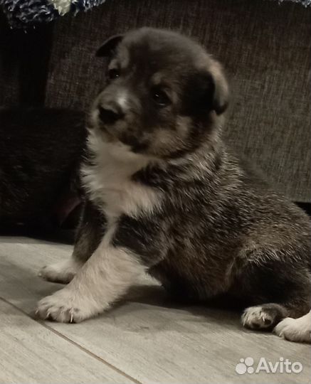 Щенки западносибирской лайки в добрые руки