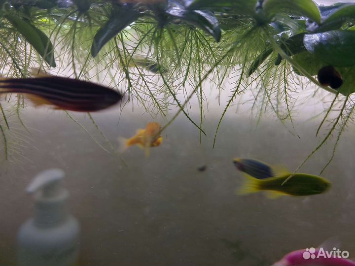 Аквариумные растения+креветки вишенка