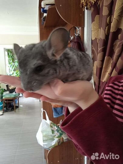 Серебристая шиншилла