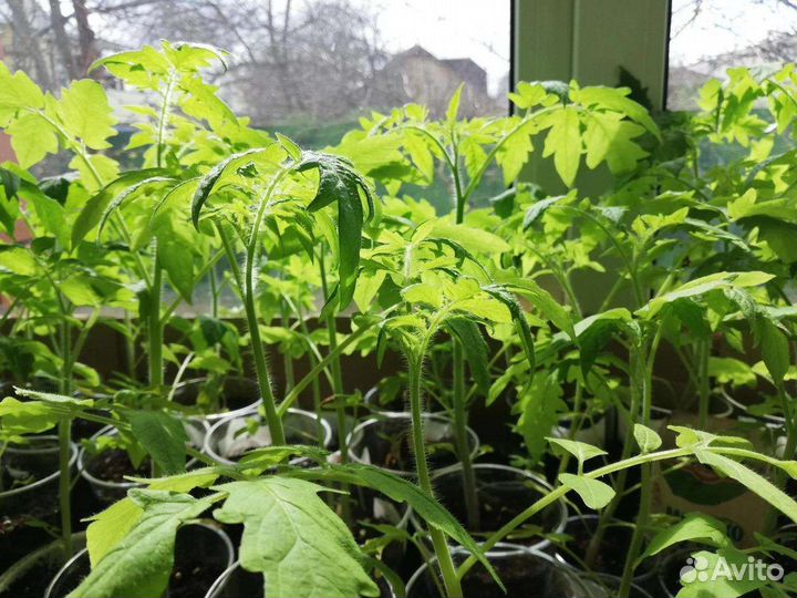 Рассада томатов, перцев, огурцов, баклажан