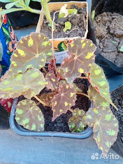 Продам цветы комнатные