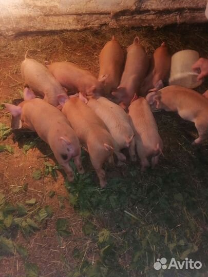 Поросята дюрок-макстер