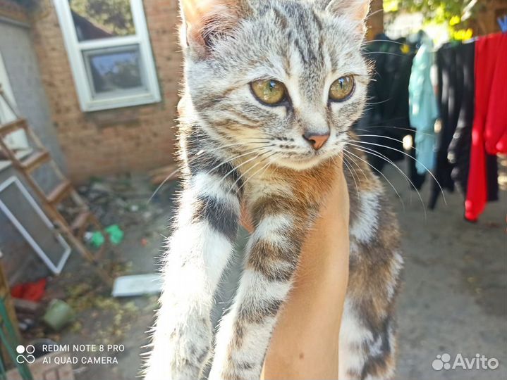 Кошечка 4 месяца