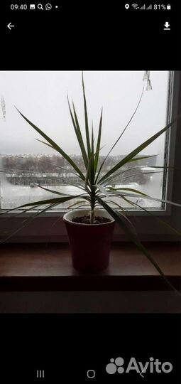 Драцена разные