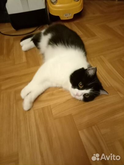 Кошка 2года