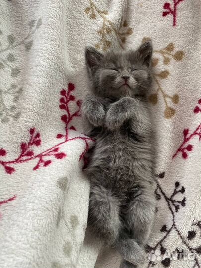 Британский котенок