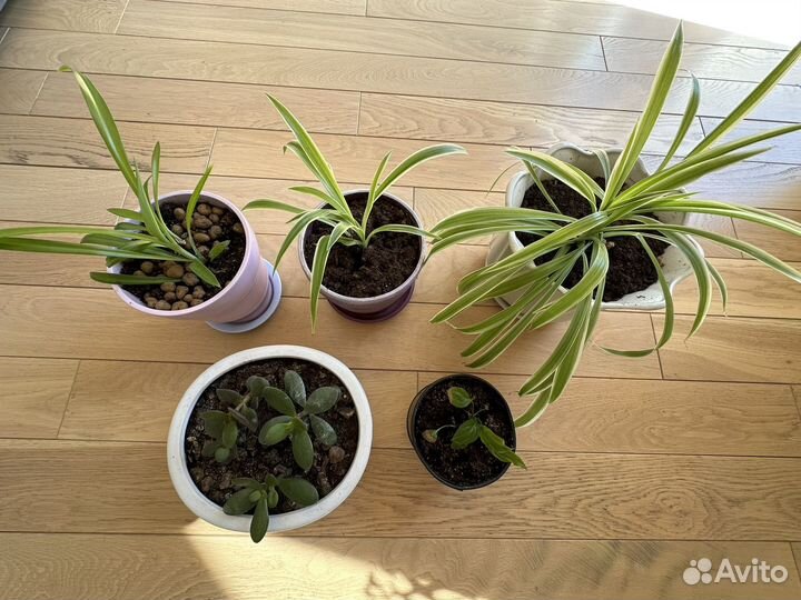 Хлорофитум, Спатифиллум, денежное дерево