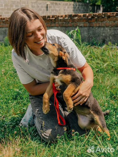 Щенок в добрые руки бесплатно