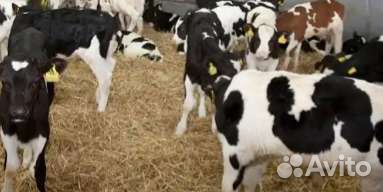 Телята бычки