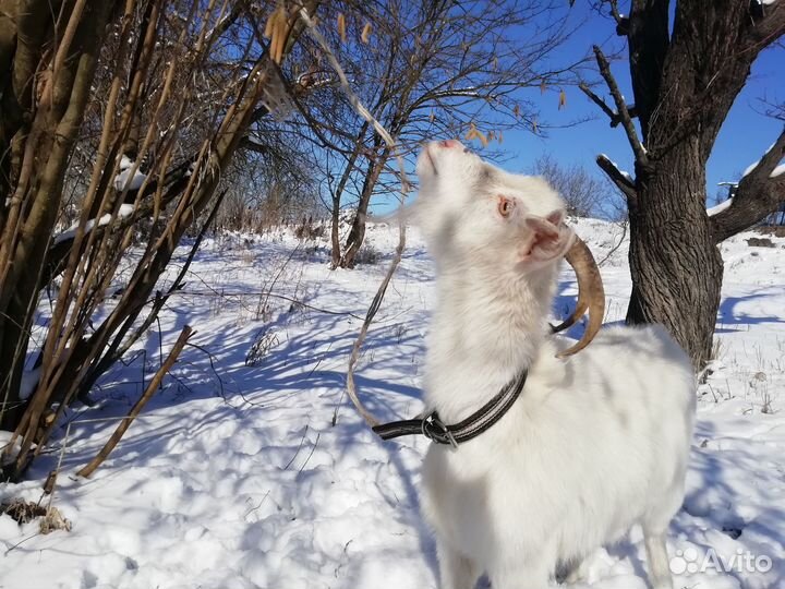 Продается коза