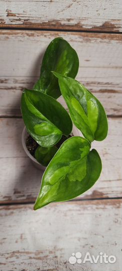 Комнатные растения эпипремнум