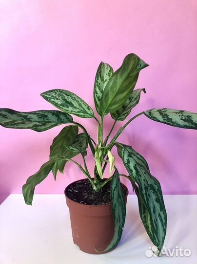 Аглаонема Серебряная королева