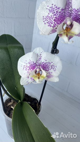 Орхидея Anmio gentleman