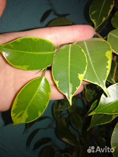 Фикус бенджамина Бафт