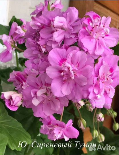 Пеларгония герань сортовая