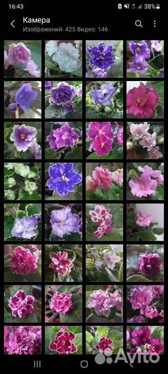 Фиалки, детки, листики и цветущие стартеры