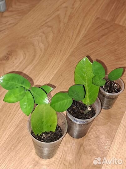 Замиокулькас