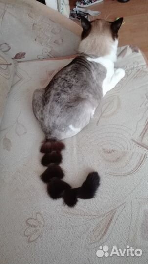 Стрижка животных