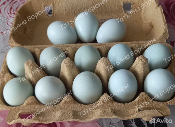 Амераукана. Инкубационное яйцо. Цыплята