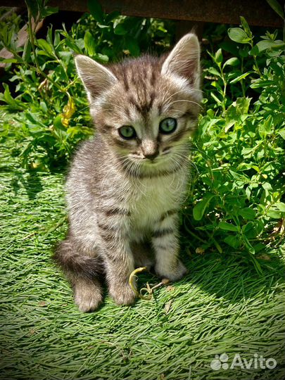 Котята в добрые руки бесплатно