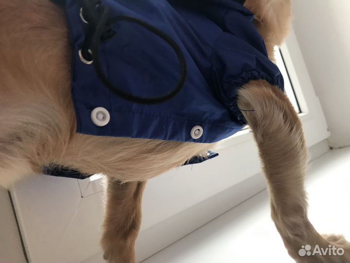 Одежда для животных