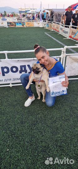 Вязка мопс мальчик