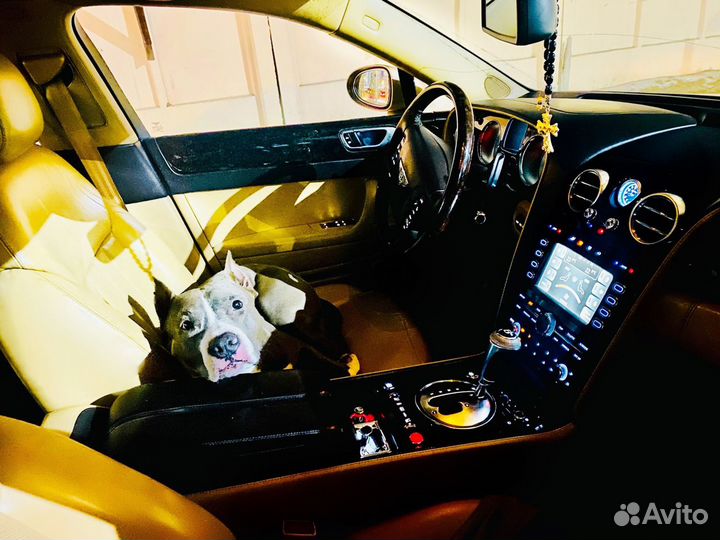 Питбуль вязка