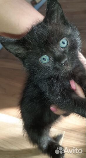 Отдам котят в хорошие руки