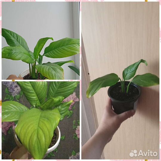 Спатифиллум