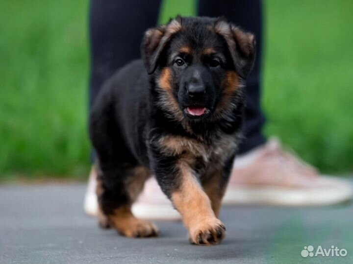 Немецкая овчарка щенок