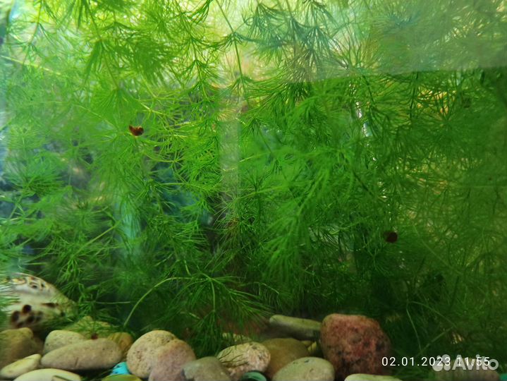 Водоросли для аквариума (роголистник)